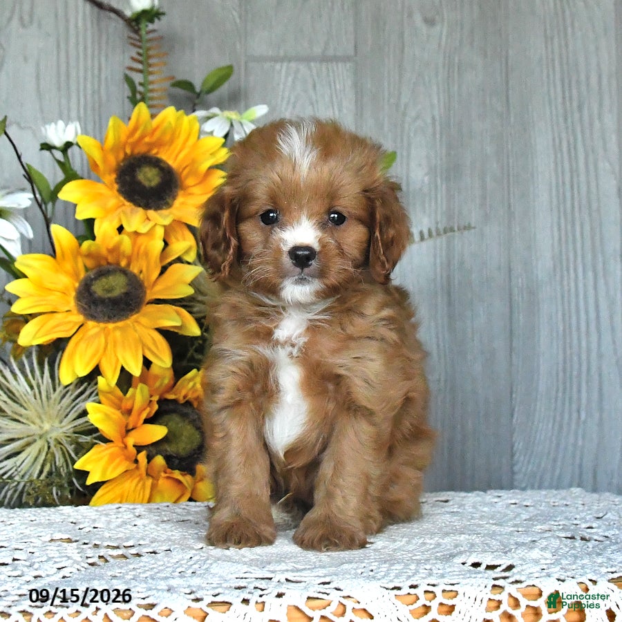 Cavapoo dogs Nolan - Ad 2