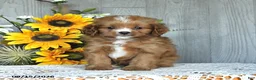 Cavapoo dogs for sale: Nolan - Ad 2