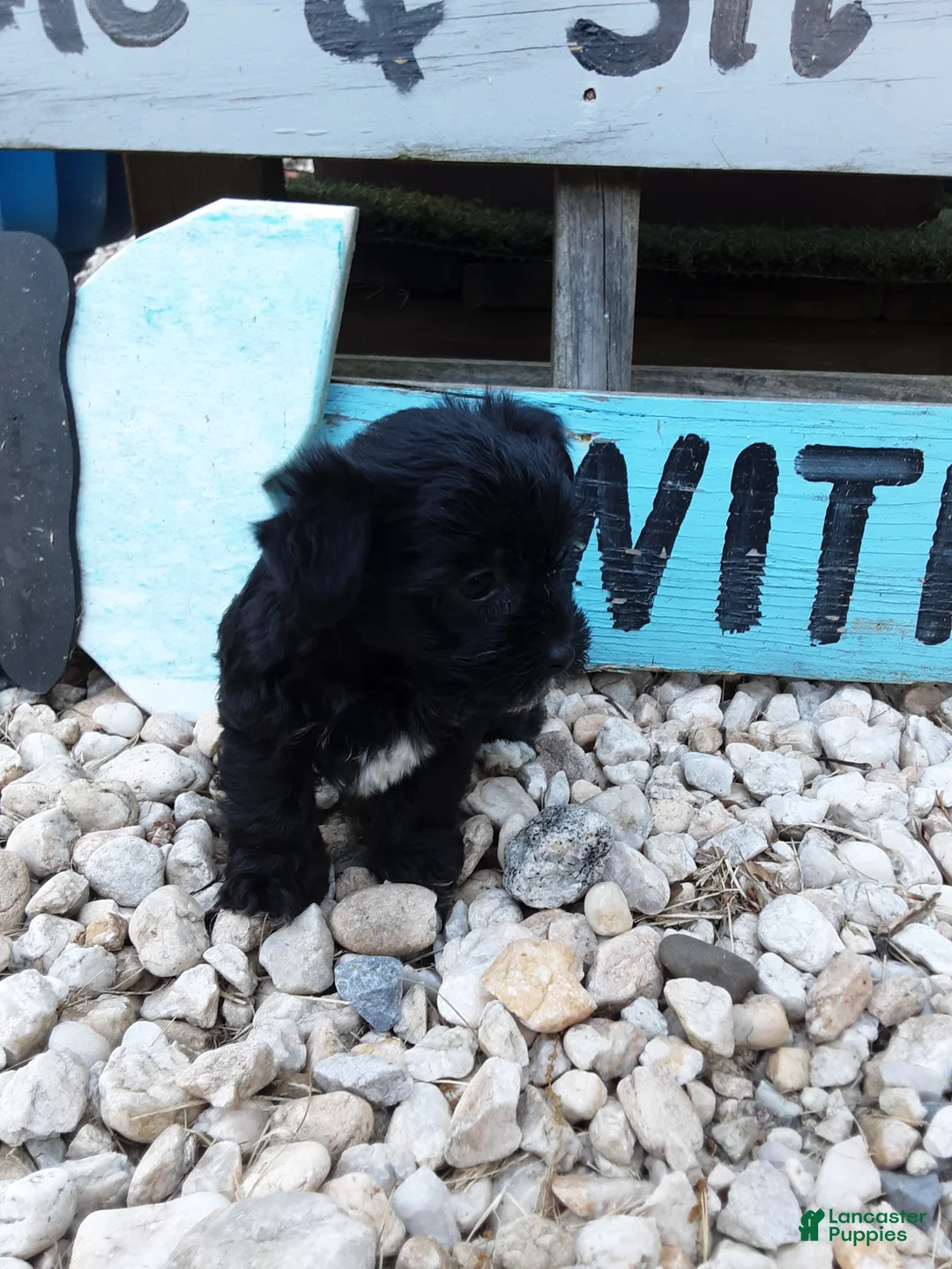 Yorkiepoo dogs for sale: Dahlia  - Ad 6