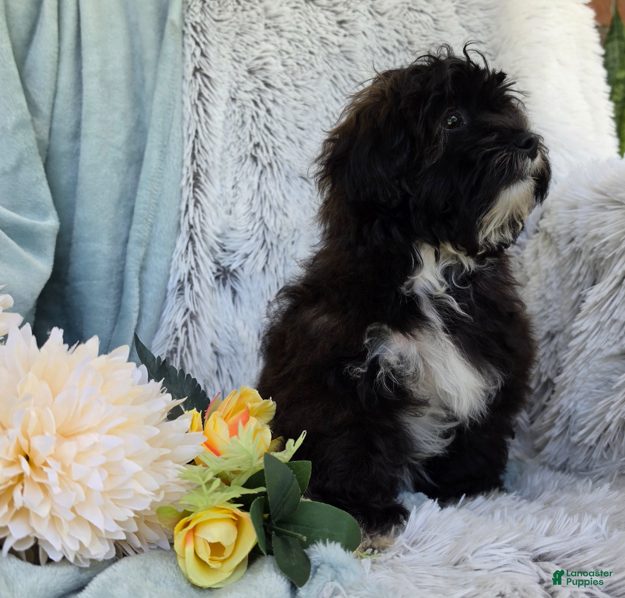 Shihpoo dogs Lenny - Ad 2
