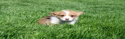 Welsh Corgi Pembroke dogs for sale: Nina - Ad 3