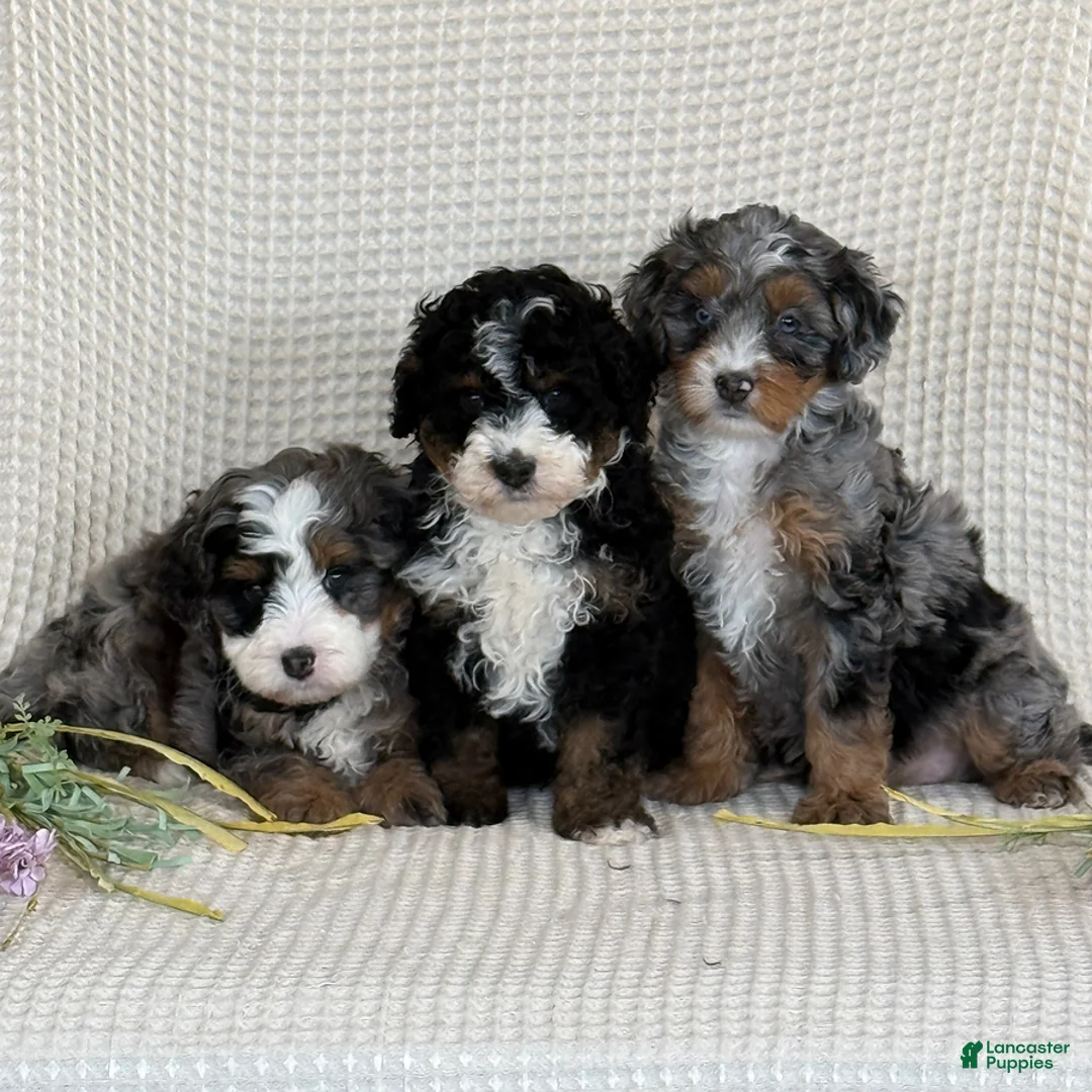 Mini Bernedoodle dogs for sale: Mike - Ad 4