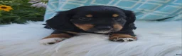 Miniature Dachshund dogs for sale: Venture  - Ad 23