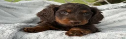 Miniature Dachshund dogs for sale: Benny - Ad 6