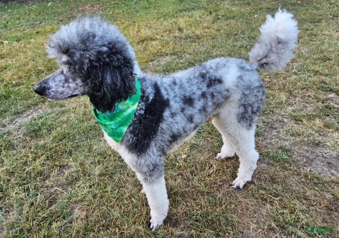 Standard Poodle dogs for sale: Hermes - Ad 3