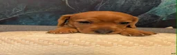 Miniature Dachshund dogs for sale: Miniature Dachshund 1 - Ad 8