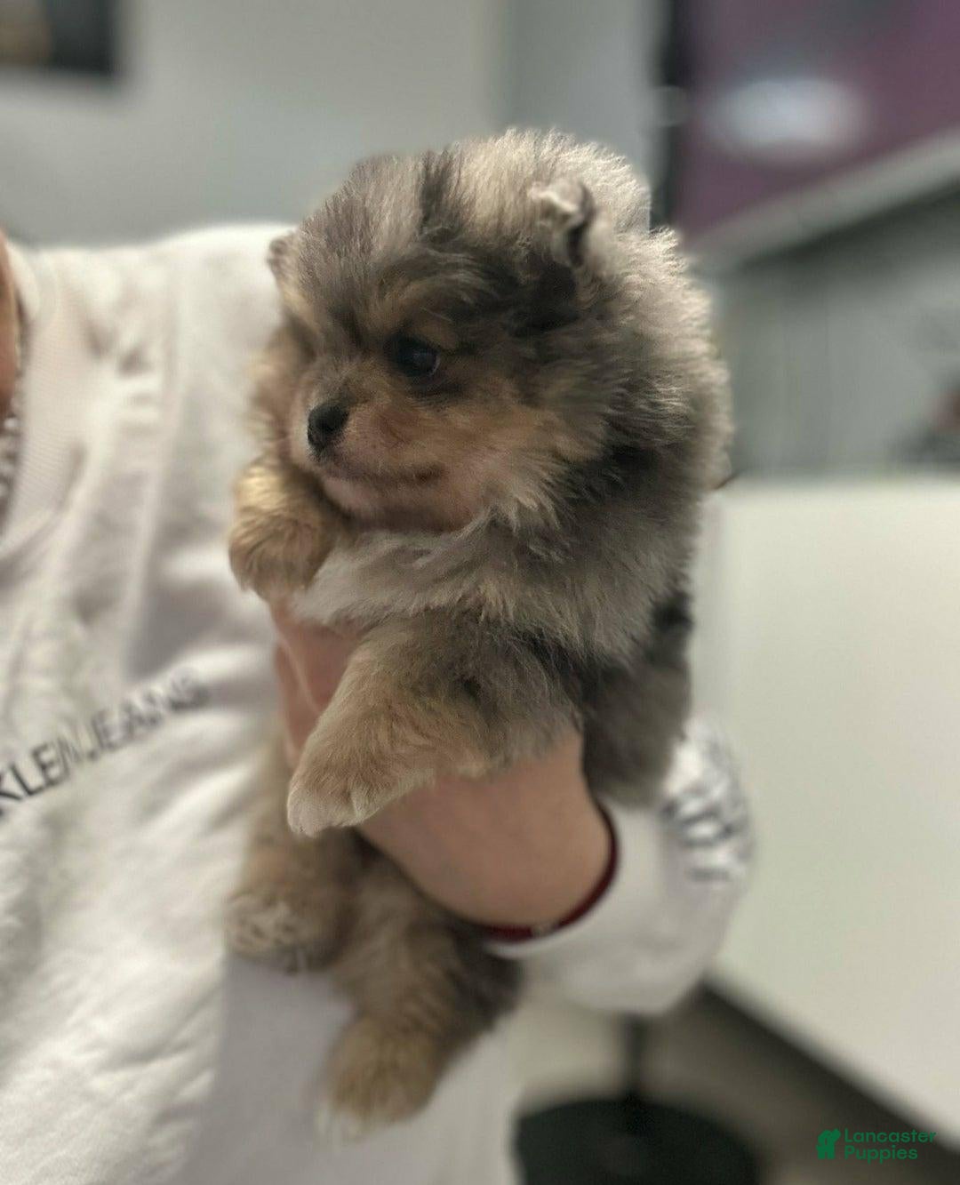 Pomeranian dogs Nora - Ad 11