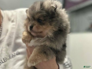 Pomeranian dogs Nora - Ad 11