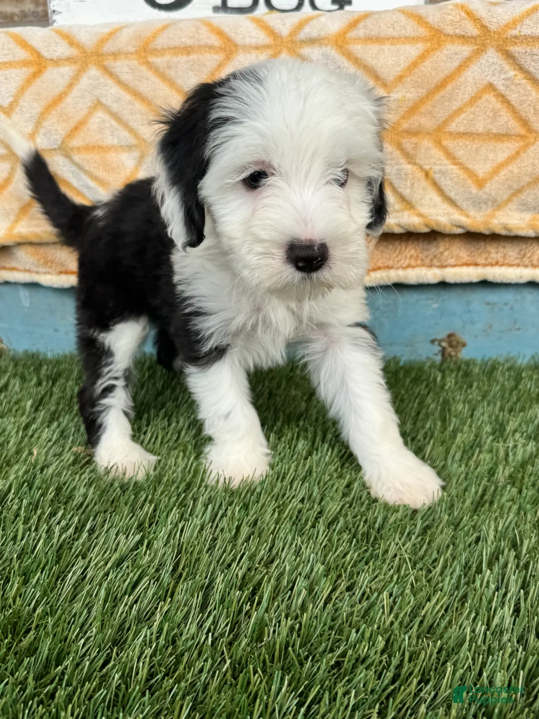 Mixed Breed dogs for sale: Norris - Ad 2