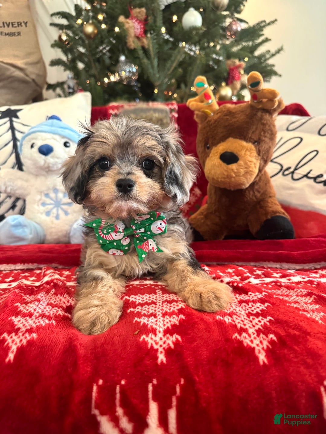 Cavapoo dogs for sale: Mistletoe  - Ad 3