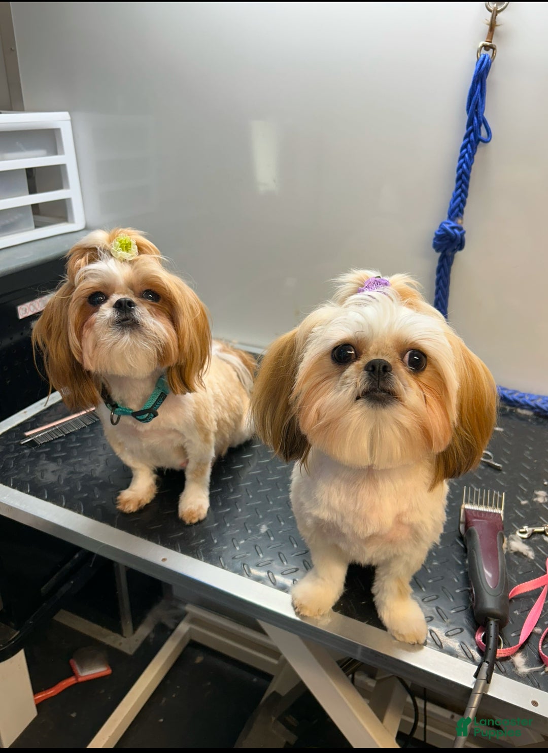 Shih Tzu dogs for sale: Shih Tzu Puppy 1 - Ad 20