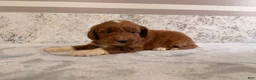 Mini Goldendoodle dogs for sale: Calla - Ad 3