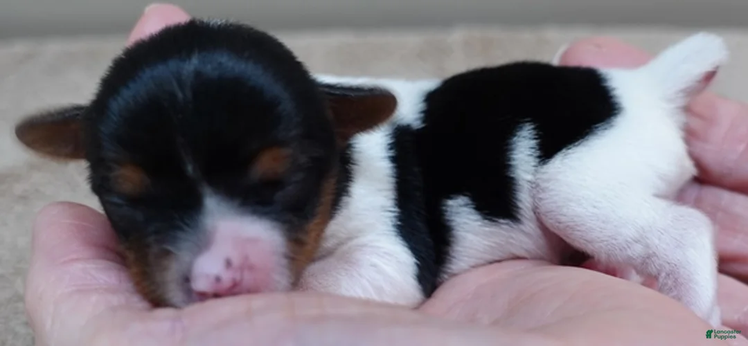 Yorkshire Terrier dogs for sale: Holly - Ad 2