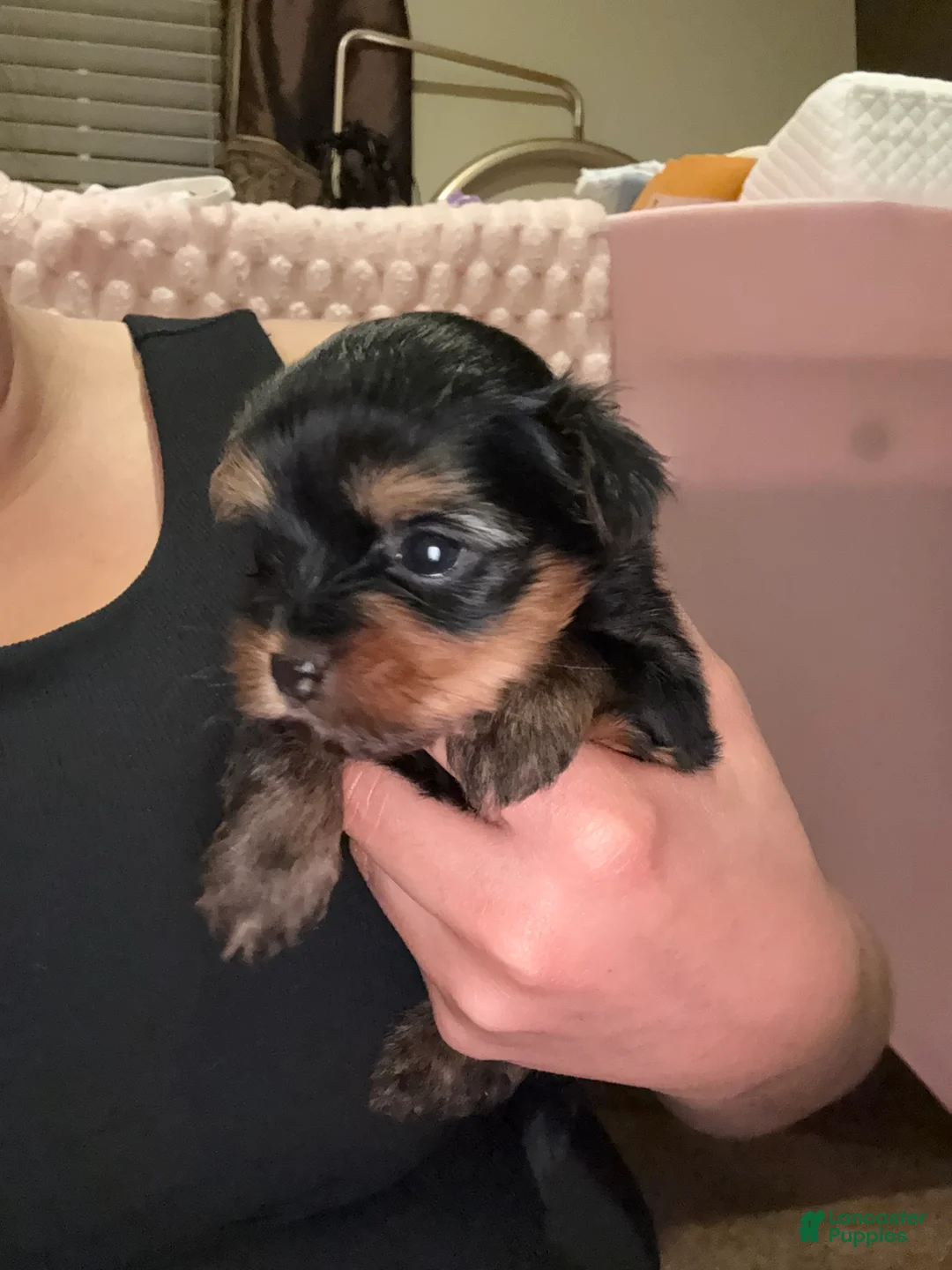 Yorkshire Terrier dogs for sale: Yorkshire Terrier 1 - Ad 5