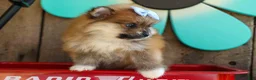Pomeranian dogs for sale: Flossie  - Ad 19