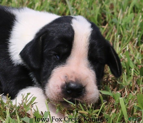 Great Dane dogs Great Dane 3 - Ad 6