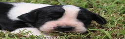 Great Dane dogs for sale: Great Dane 3 - Ad 1