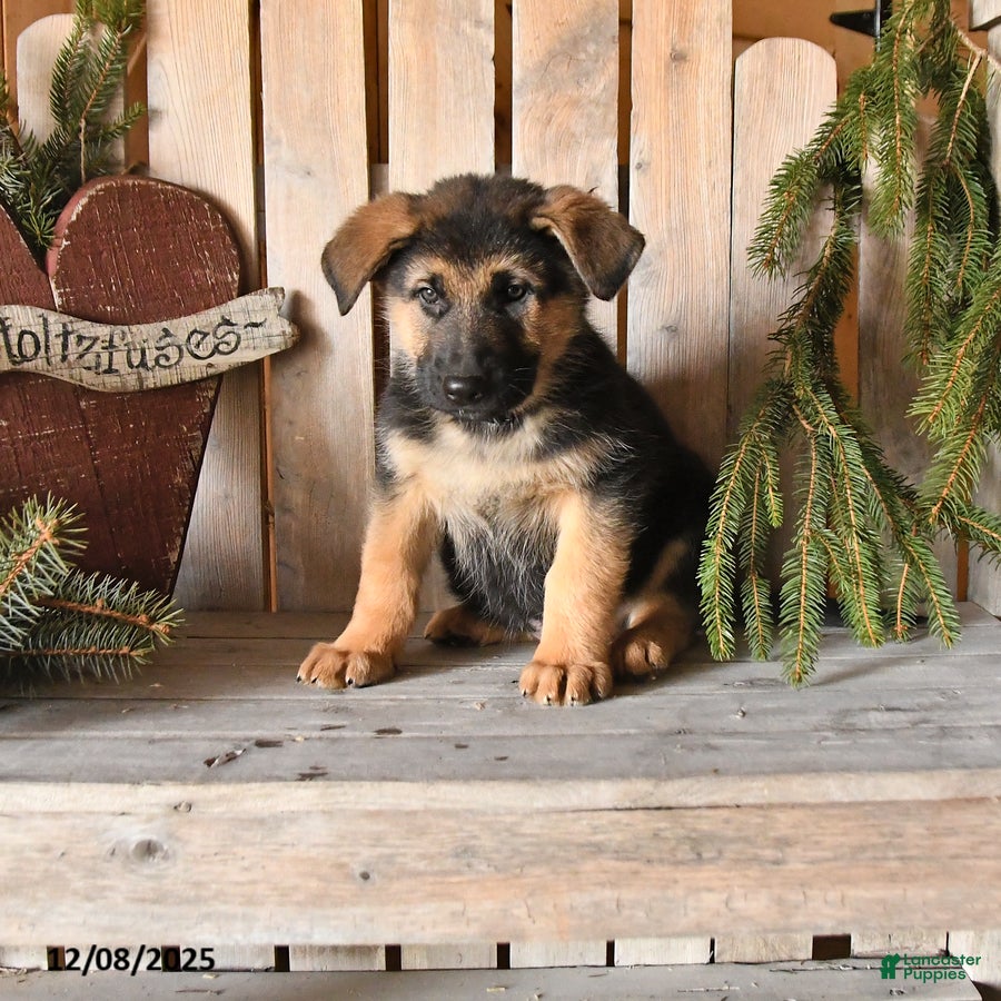 German Shepherd dogs Sawyer - Ad 36