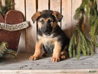 German Shepherd dogs Sawyer - Ad 13