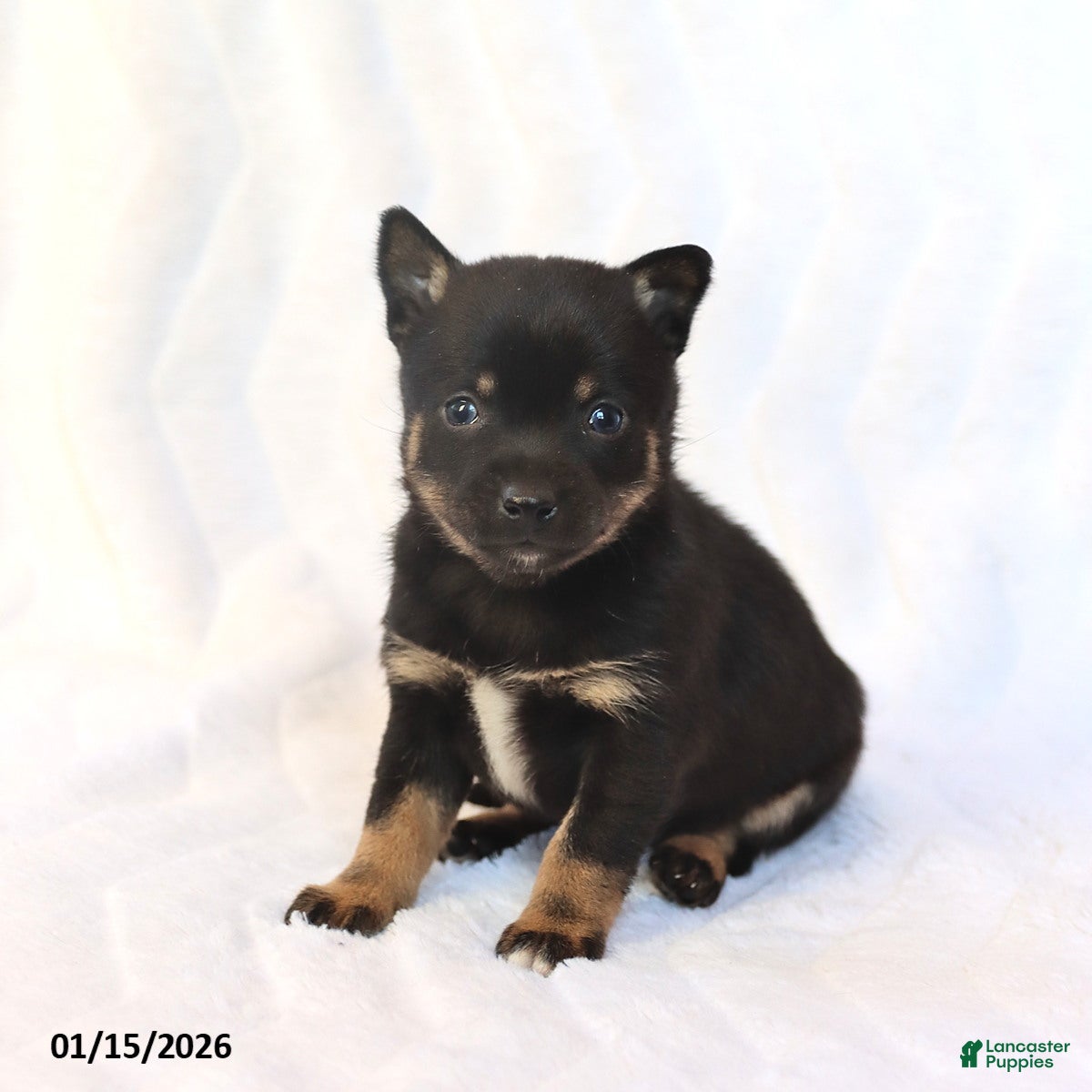 Mixed Breed dogs Kelsey - Ad 5