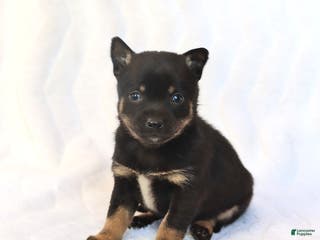 Mixed Breed dogs Kelsey - Ad 15