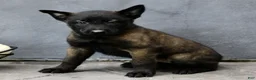 Belgian Malinois dogs for sale: Ruby  - Ad 2