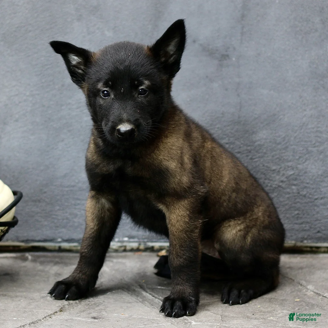Belgian Malinois dogs for sale: Ruby  - Ad 2