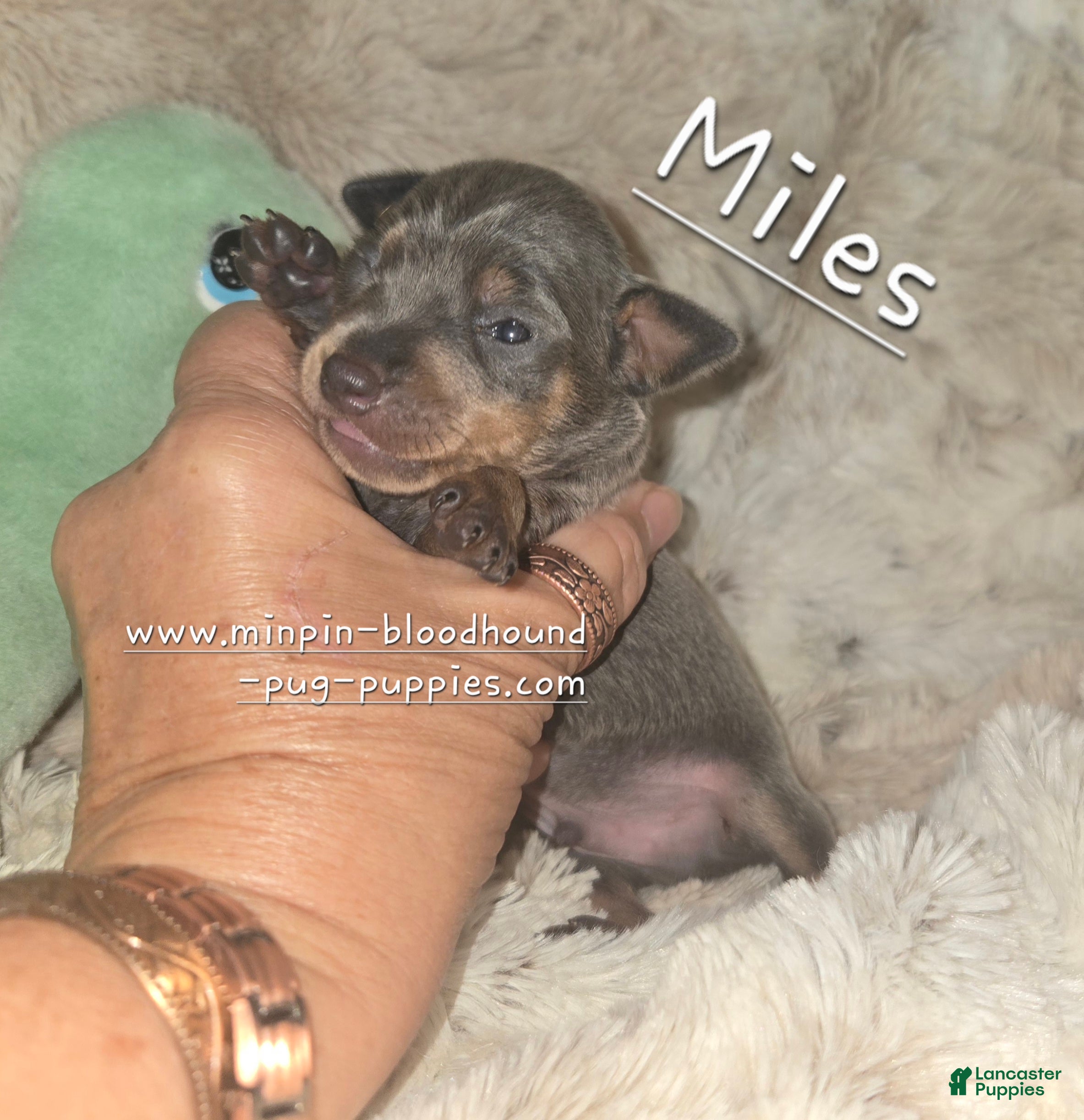 Miniature Pinscher dogs Miles blue and tan  - Ad 41