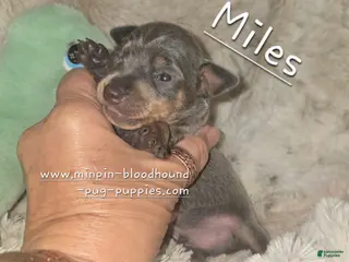 Miniature Pinscher dogs Miles blue and tan - Ad 41