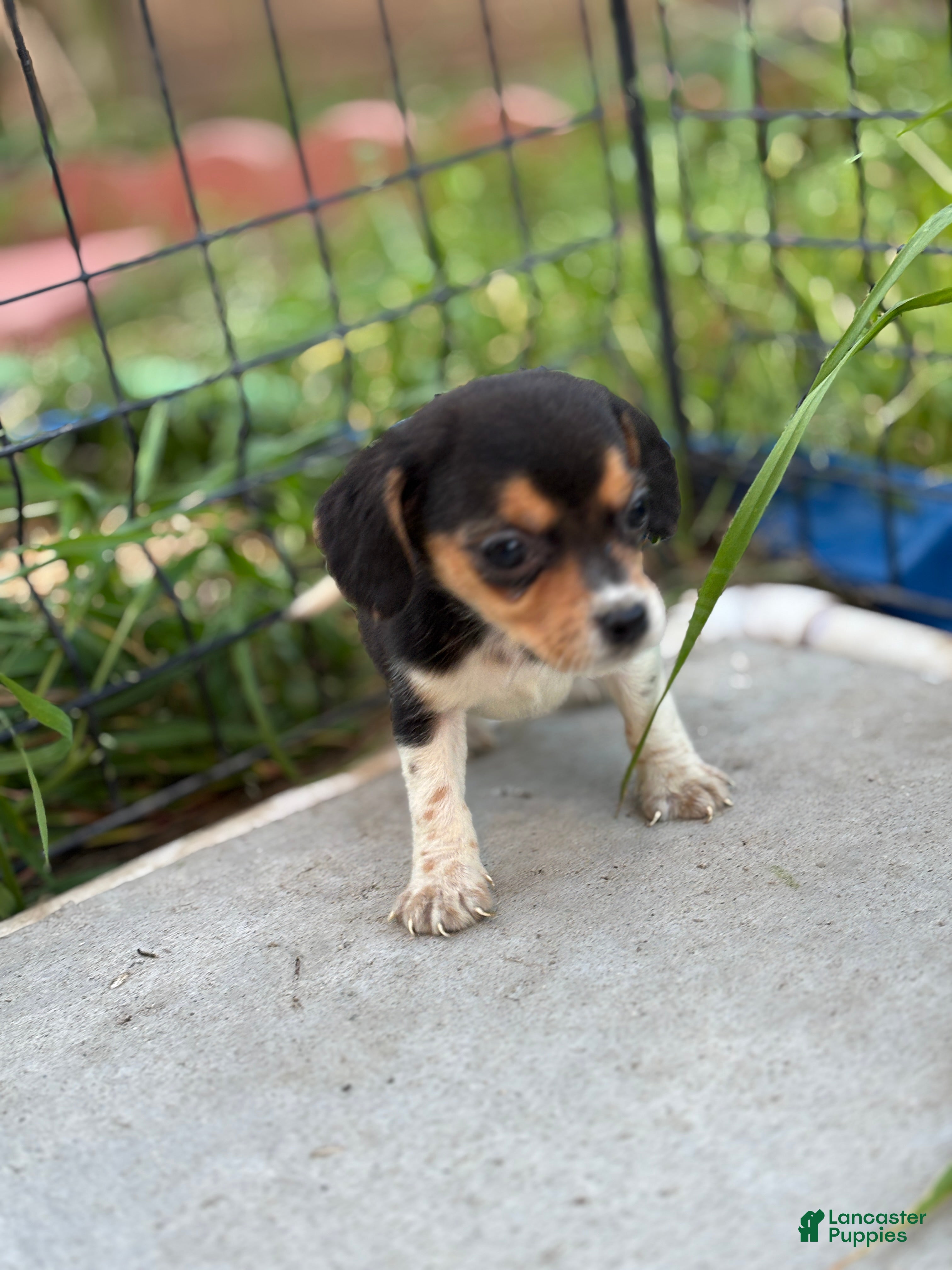 Beagle dogs August - Ad 22