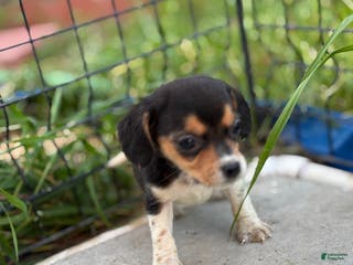 Beagle dogs August - Ad 4