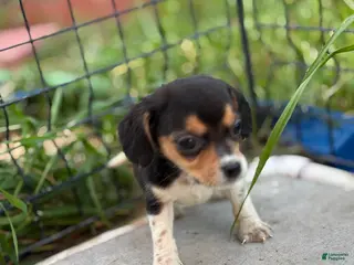 Beagle dogs August - Ad 4