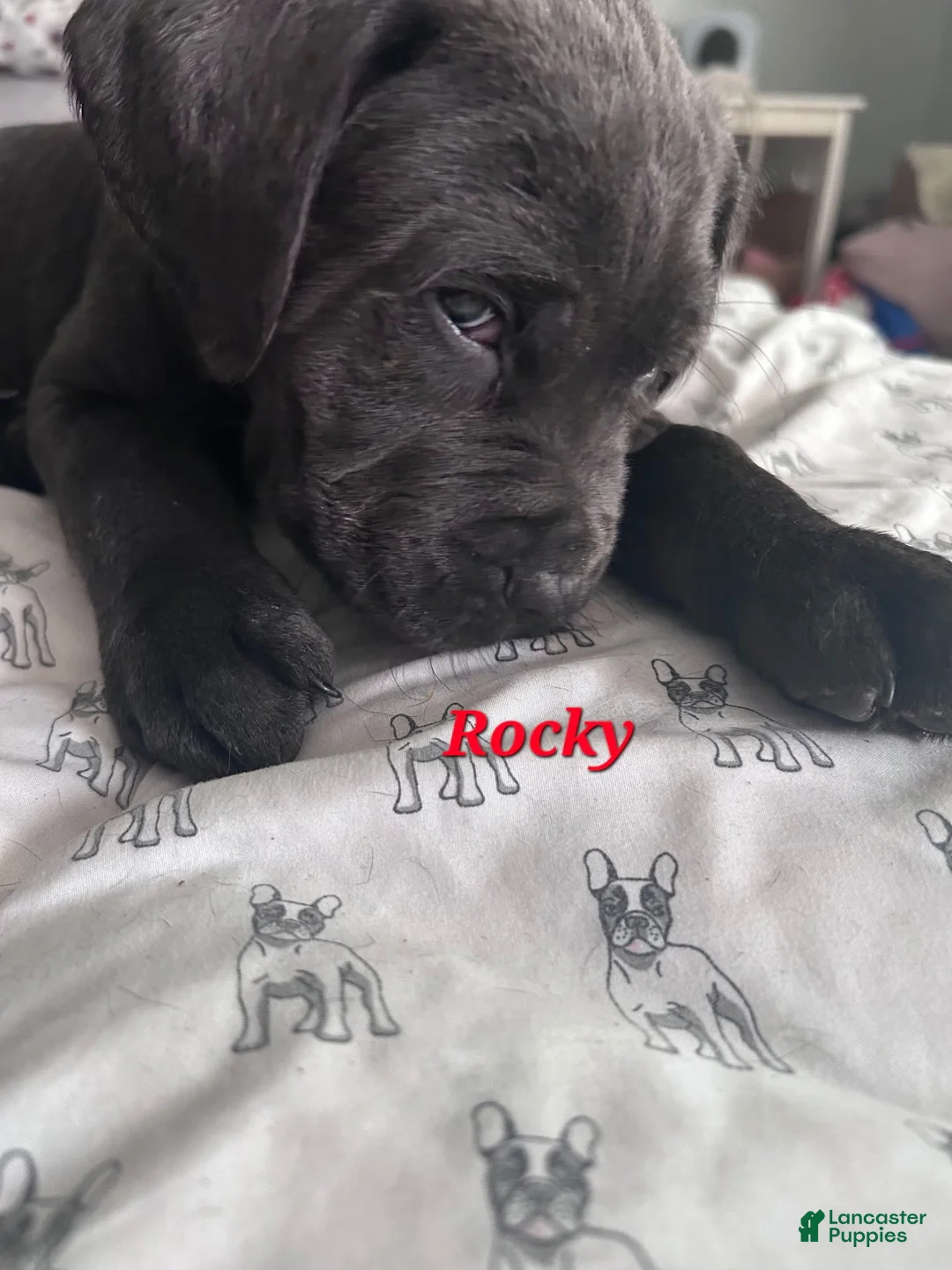 Cane Corso dogs for sale: Rocky - Ad 1