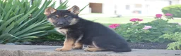 German Shepherd dogs for sale: Caroline - Ad 2
