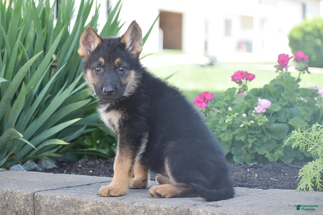 German Shepherd dogs for sale: Caroline - Ad 2