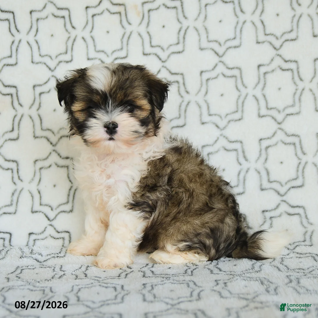 Maltipoo dogs for sale: Randy - Ad 3