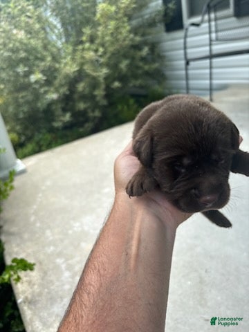 Labrador Retriever dogs Henry - Ad 18
