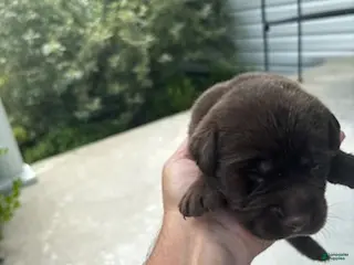 Labrador Retriever dogs Henry - Ad 18