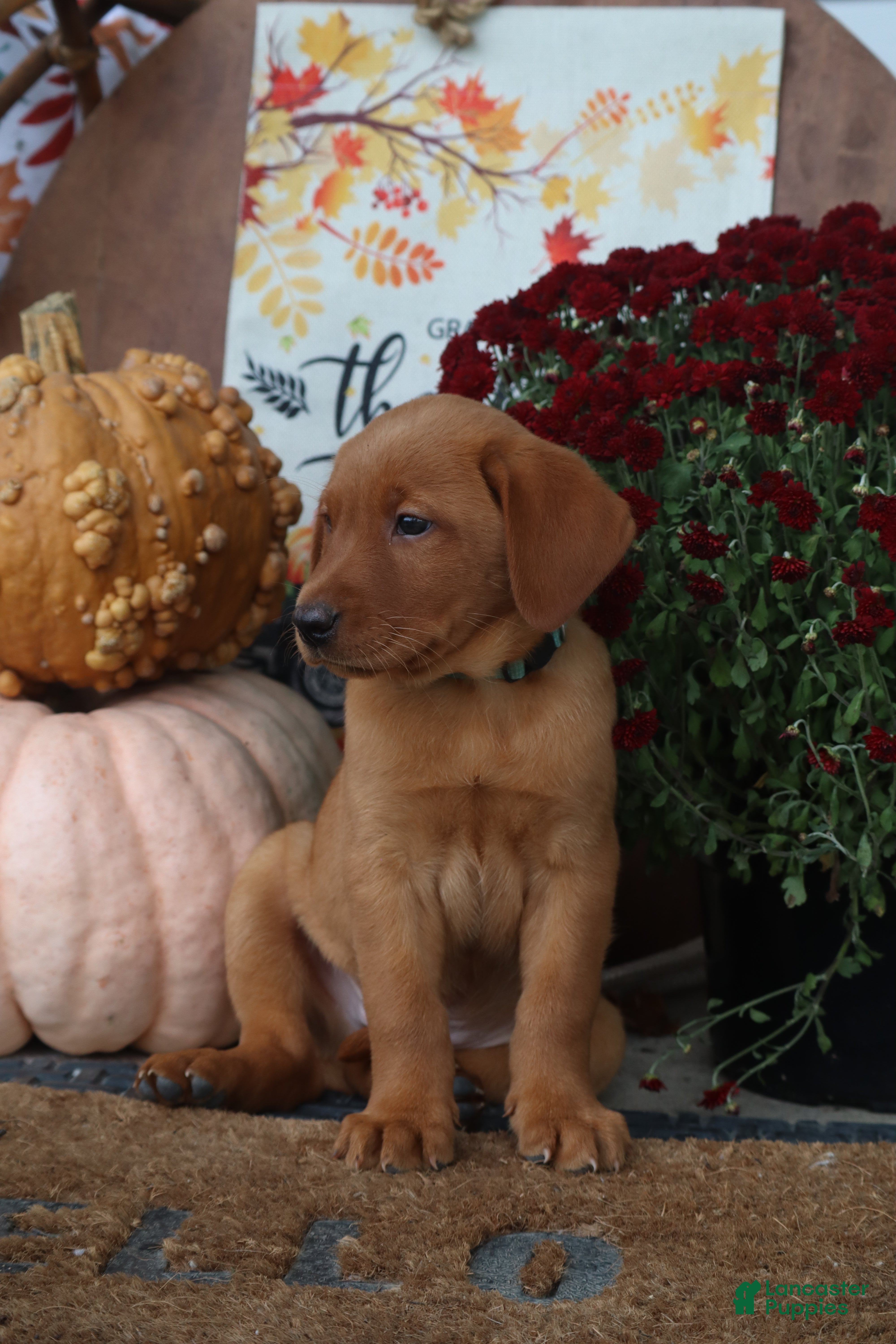 Labrador Retriever dogs Harvest - Ad 2