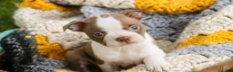 Boston Terrier dogs for sale: Beau Boston Terrier  - Ad 1