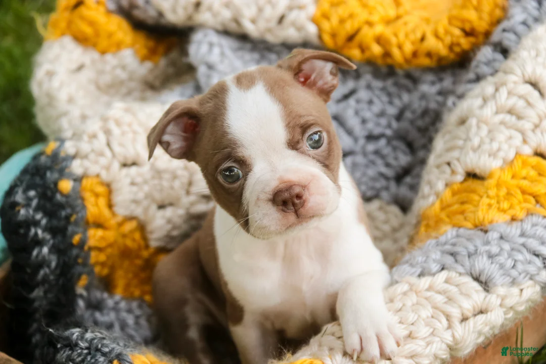 Boston Terrier dogs for sale: Beau Boston Terrier  - Ad 1