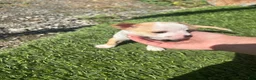 Chihuahua dogs for sale: Chihuahua Puppy 3 - Ad 5