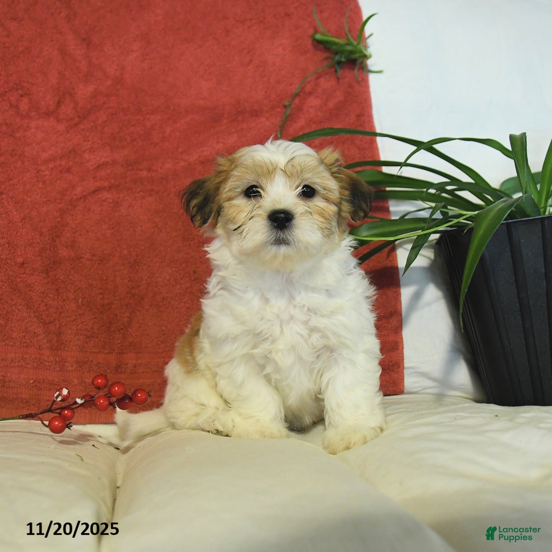 Teddy Bear dogs for sale: Brooks - Ad 2