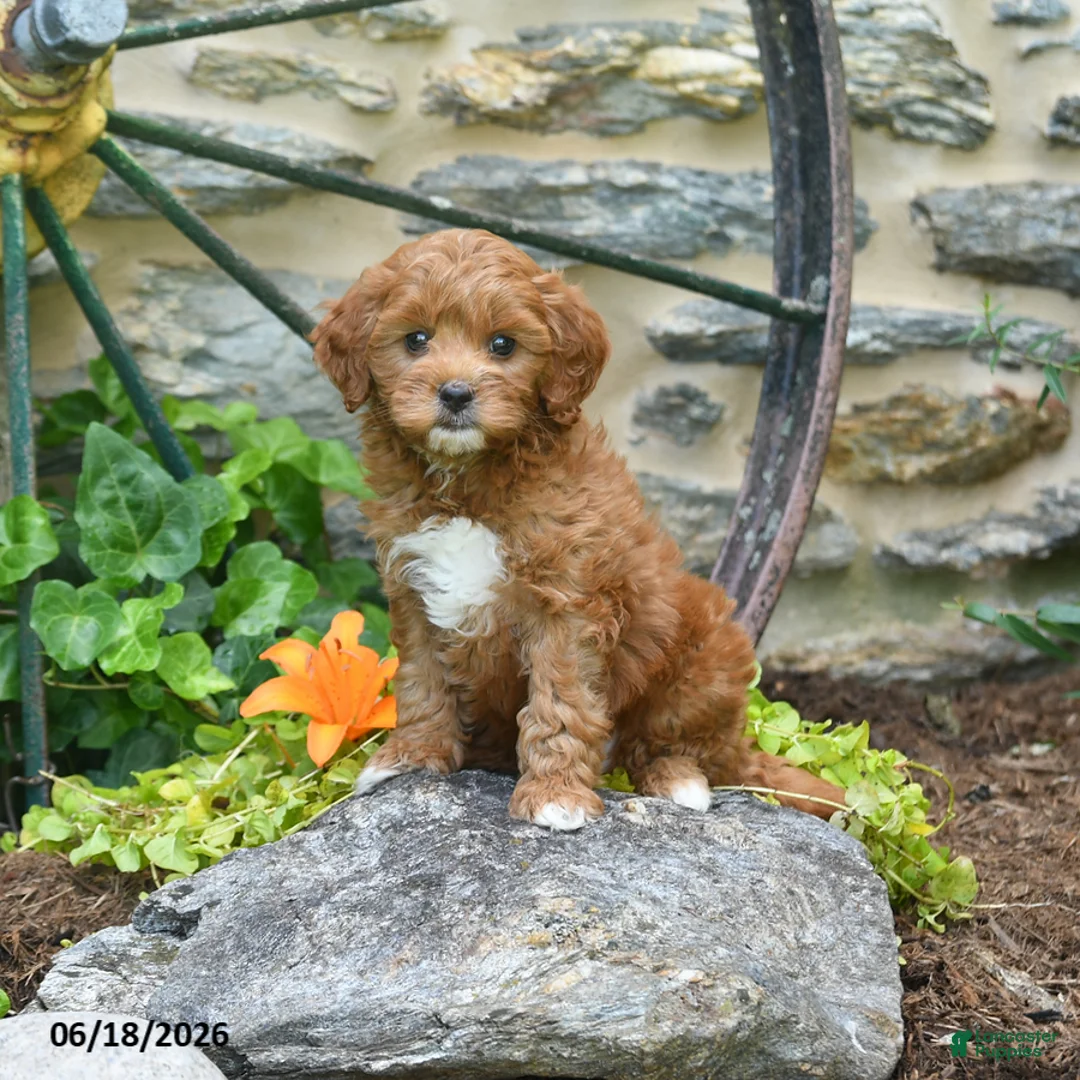 Mini Goldendoodle dogs for sale: Sailor - Ad 1