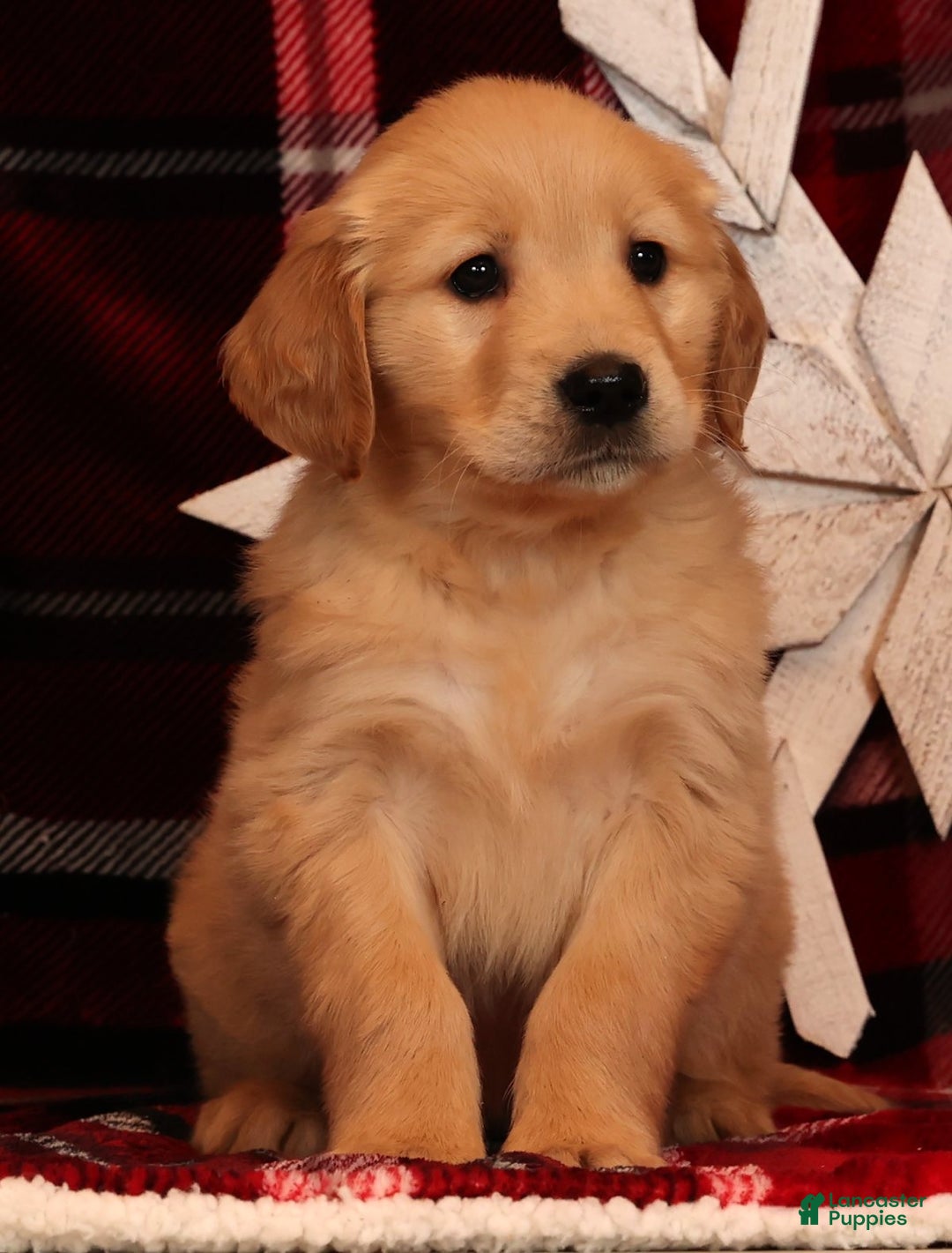 Golden Retriever dogs for sale: Ginger - Ad 2