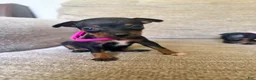 Miniature Pinscher dogs for sale: Miniature Pinscher 2 - Ad 7