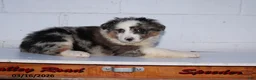 Australian Shepherd dogs for sale: Rainbow - Ad 2