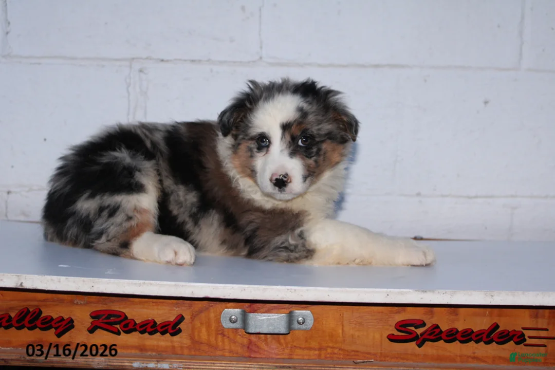 Australian Shepherd dogs for sale: Rainbow - Ad 2