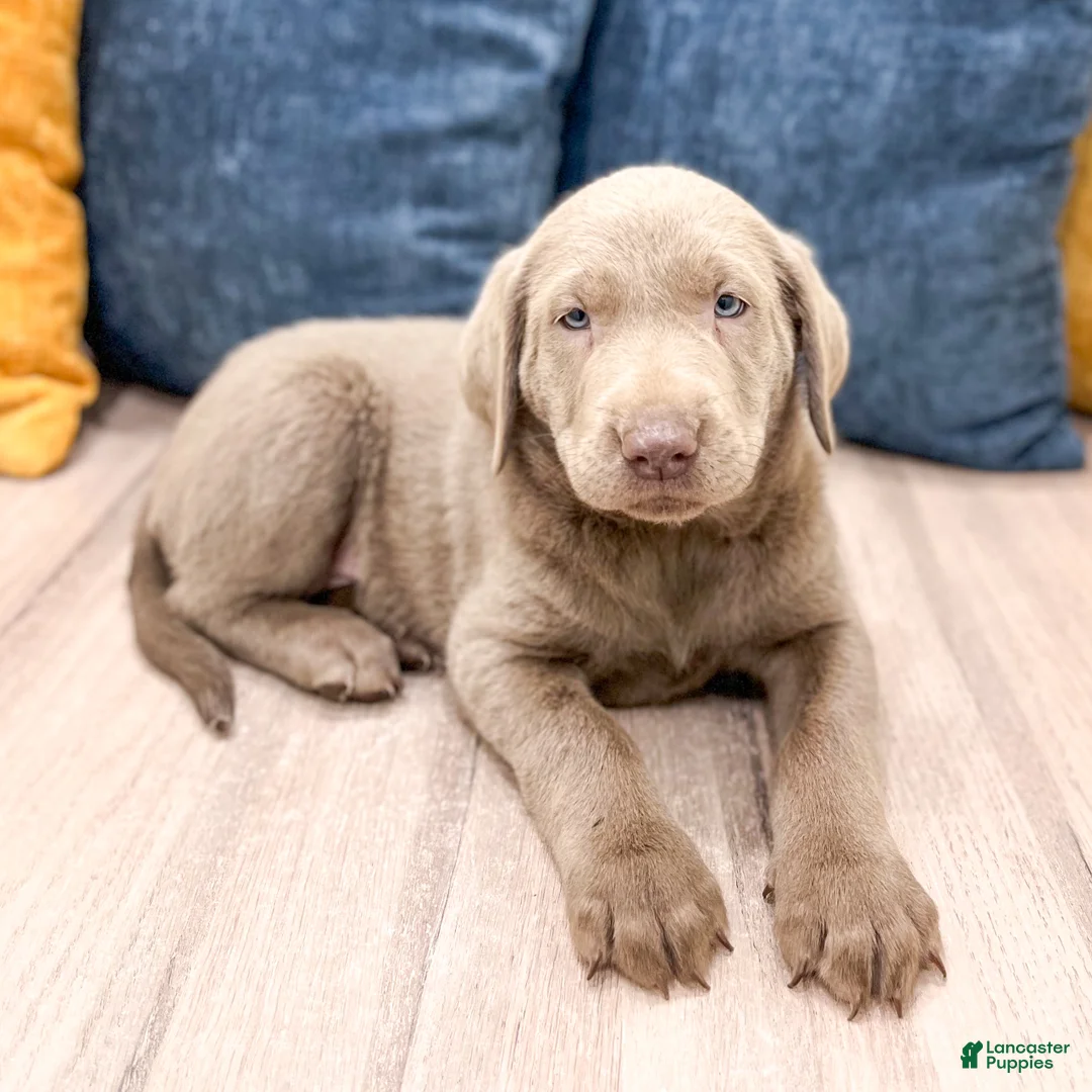 Labrador Retriever dogs for sale: Misty - Ad 2