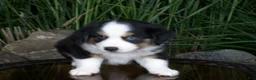 Miniature Australian Shepherd dogs for sale: Rascal - Ad 4